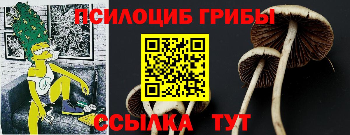 Галлюциногенные грибы Psilocybine cubensis Великий Новгород